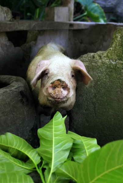 Curious a pig — Stock Photo, Image