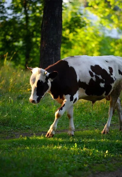 Чорно білі корови — стокове фото