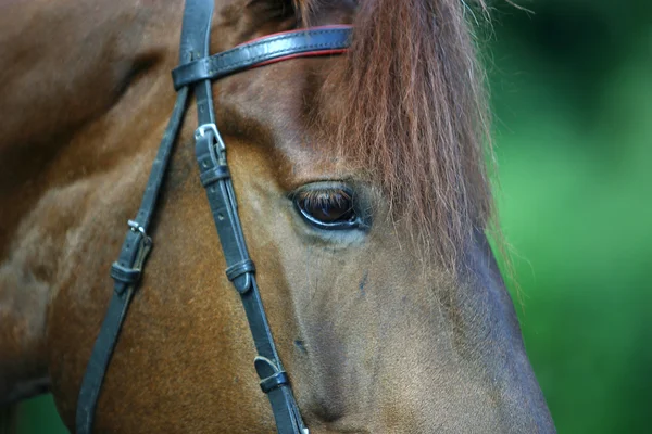 Retrato del caballo — Foto de Stock