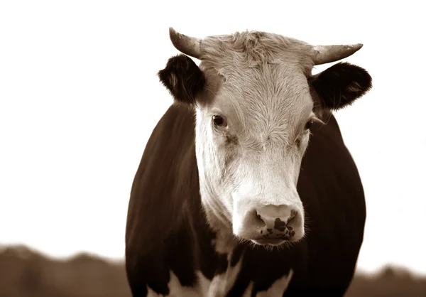 Грустная корова — стоковое фото