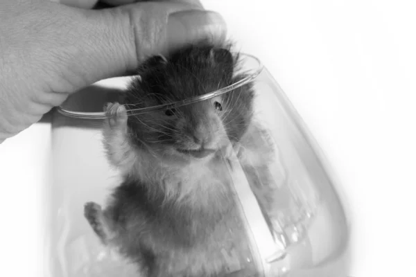 Small hamster — Stock Photo, Image