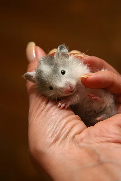 Küçük hamster — Stok fotoğraf