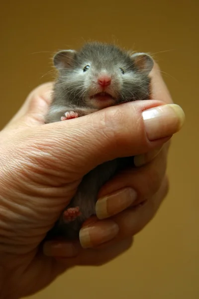 Kleiner Hamster — Stockfoto