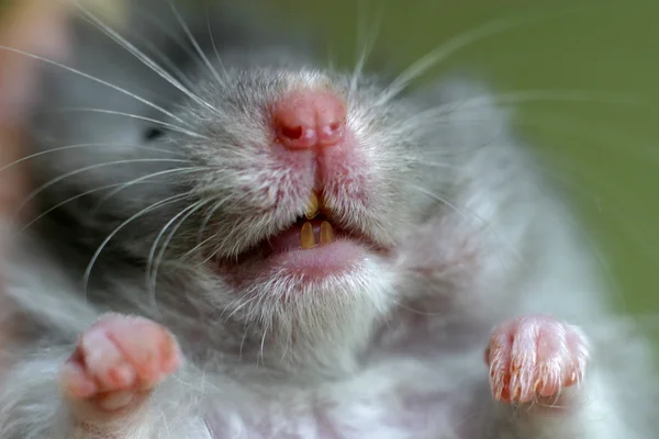 Hamster close-up. — Stock Photo, Image