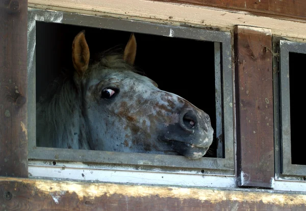 El caballo en un refugio — Foto de Stock