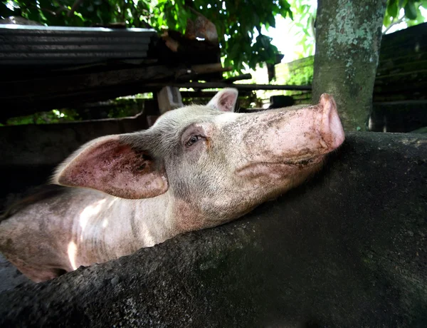 더러운 돼지 — 스톡 사진