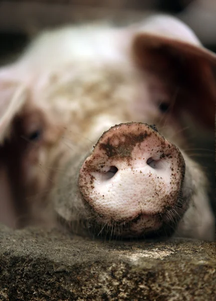 Cerdo sucio — Foto de Stock