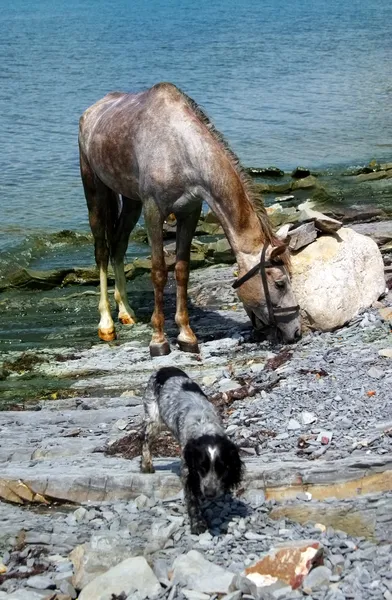 Cavallo e cane — Foto Stock
