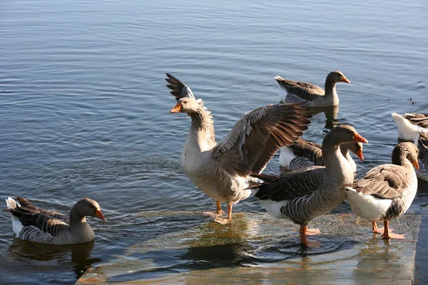 Geese in water — Stock Photo, Image