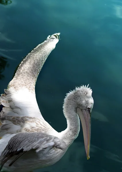 Flygande upp pelican — Stockfoto