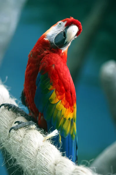 Parrot on a rope — Stock Photo, Image