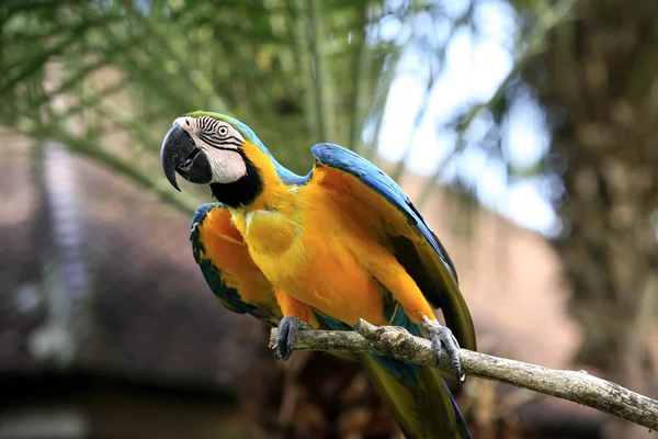 Parrot on a branch — Stock Photo, Image