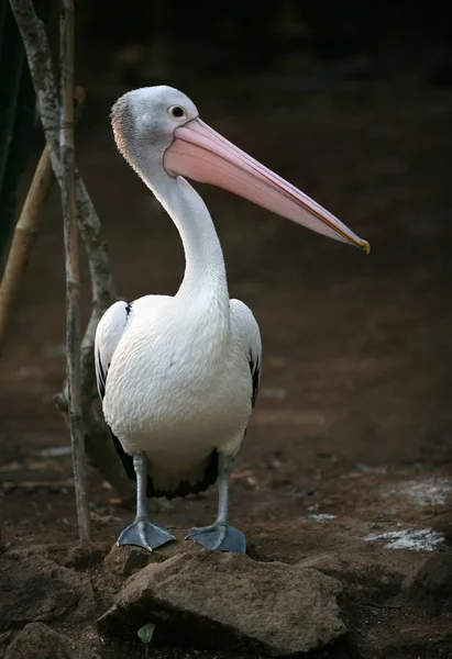 Pelikan — Stockfoto