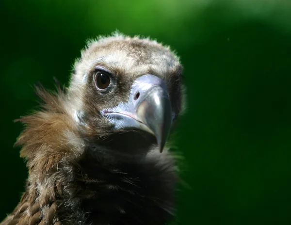 Portrait of a Bald Eagle — Stock Photo, Image