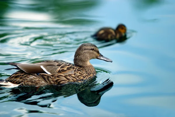Ducks in a pond — Stock Photo, Image