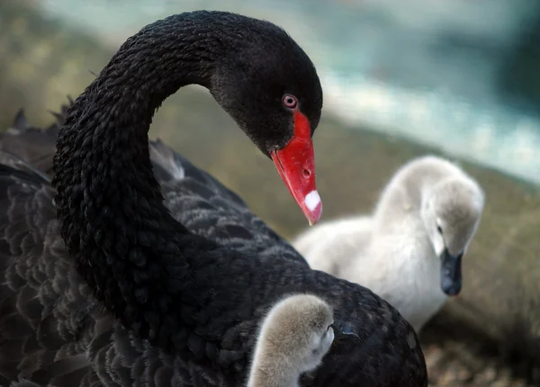 Swan with nestlings — Stock Photo, Image
