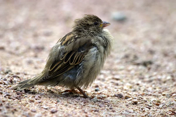 Sparrow na rua — Fotografia de Stock