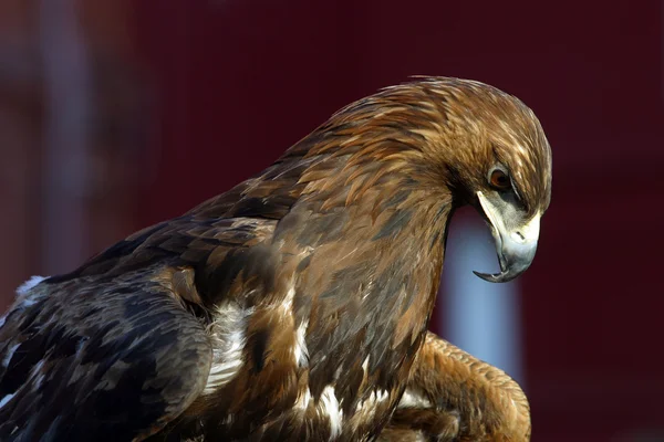 Retrato de un águila —  Fotos de Stock