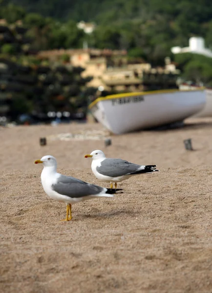 Чайки на березі — стокове фото
