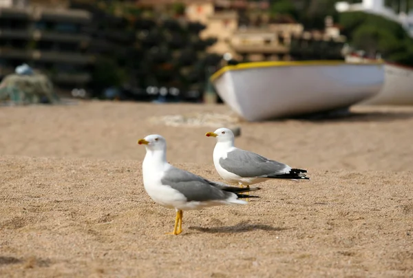 Seagulls on a coast — Stock Photo, Image