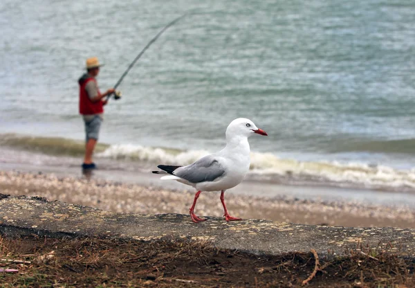 Fisherman and seagull — Stock Photo, Image