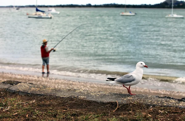 Pescador e gaivota — Fotografia de Stock