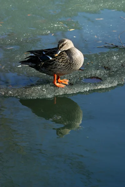 绿头鸭在冰上行走 — 图库照片