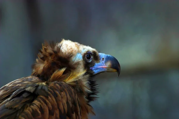 Retrato de un águila calva —  Fotos de Stock