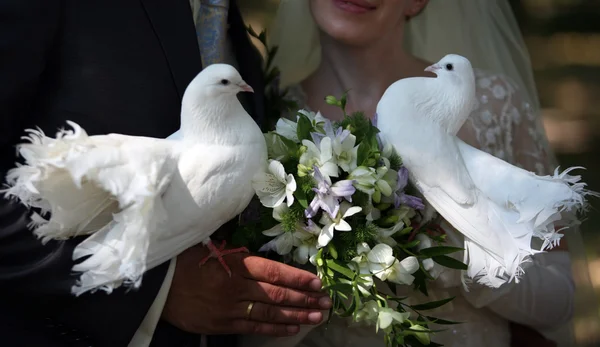 Pombos de casamento — Fotografia de Stock
