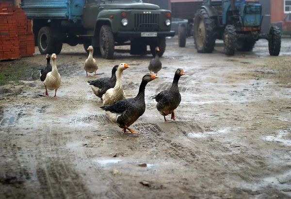 Bílé a černé kachny chodit — Stock fotografie