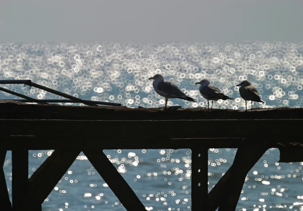 Seagull on an old pier — Stock Photo, Image