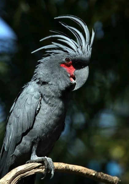 Czarny papuga — Zdjęcie stockowe