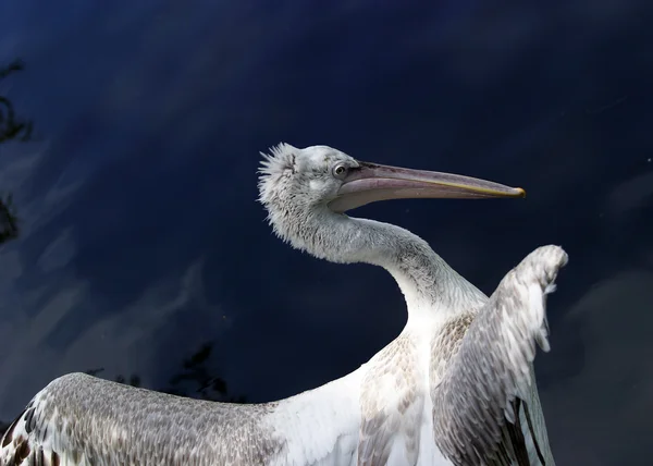 Pelikan — Stock fotografie