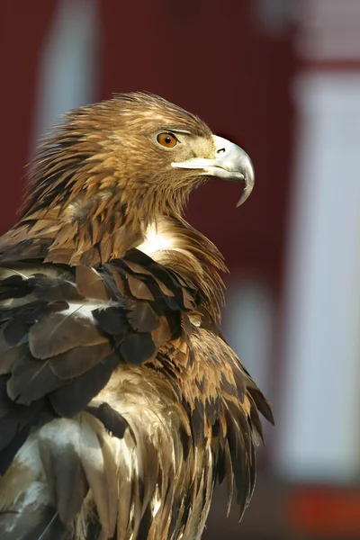Retrato de uma águia — Fotografia de Stock