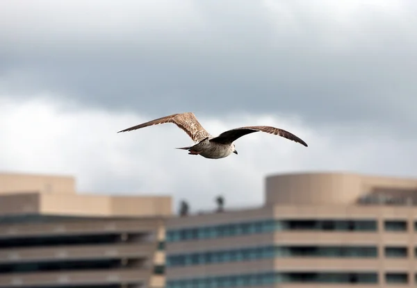 A gaivota na cidade — Fotografia de Stock