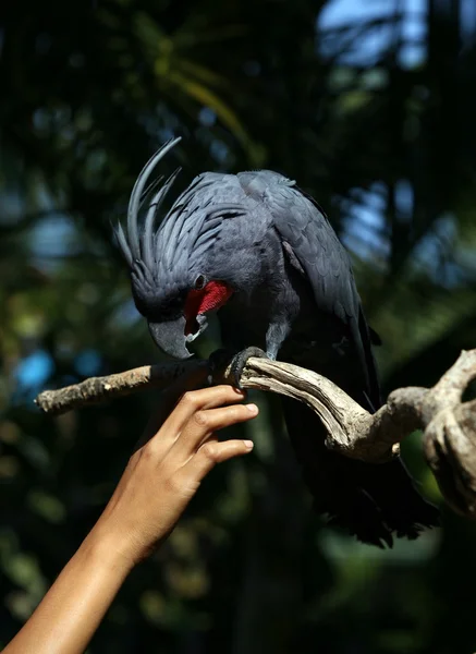 Fekete papagáj — Stock Fotó