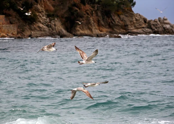 Seagulls — Stock Photo, Image