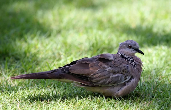 The pigeon in a grass — Stock Photo, Image