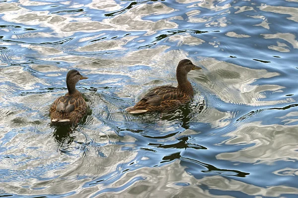 Kachny na vodě — Stock fotografie
