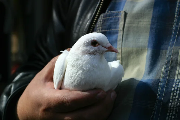 Pombo branco — Fotografia de Stock