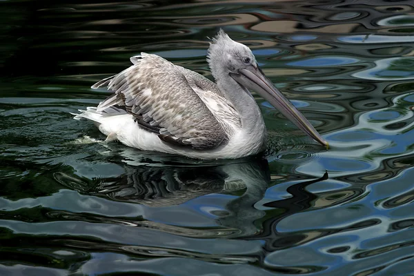 Pelikan. — Foto de Stock
