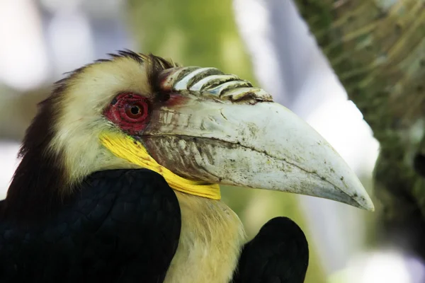 Wreathed Hornbill — Stock Photo, Image