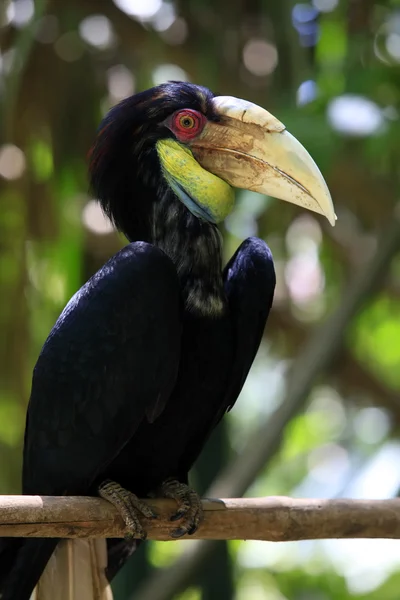Wreathed Hornbill — Stock Photo, Image