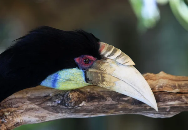고리로 hornbill — 스톡 사진
