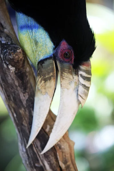 고리로 hornbill — 스톡 사진