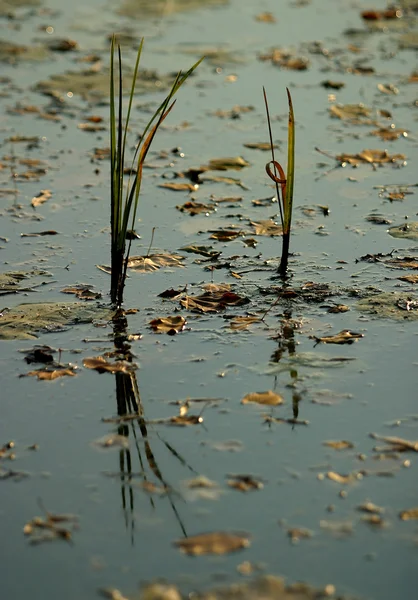 開花の沼地 — ストック写真