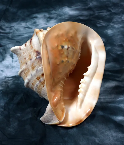 Conchas de marisco — Fotografia de Stock