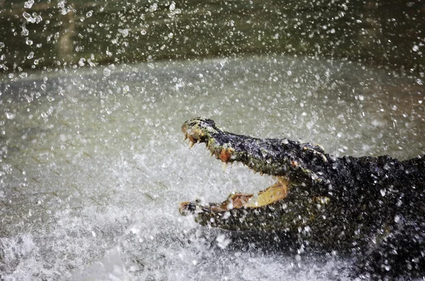 Krokodil im Funkenflug — Stockfoto
