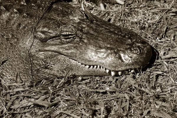 Κροκόδειλος — Φωτογραφία Αρχείου