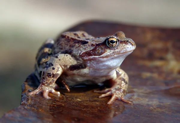 stock image Frog